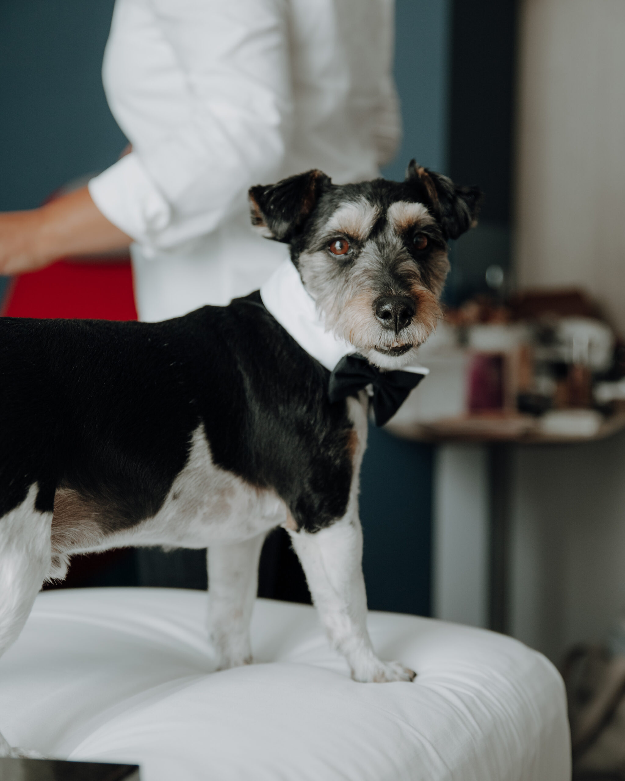 Kleiner Hund mit weißer Fliege sitzt aufmerksam auf einem gepolsterten Stuhl